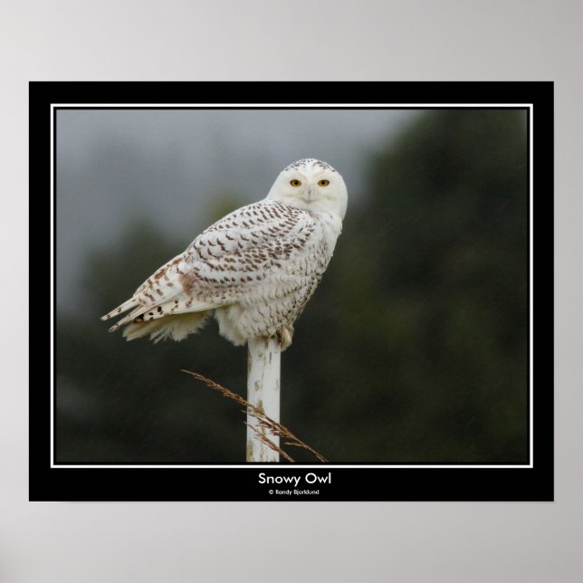Snowy Owl Poster (Devant)