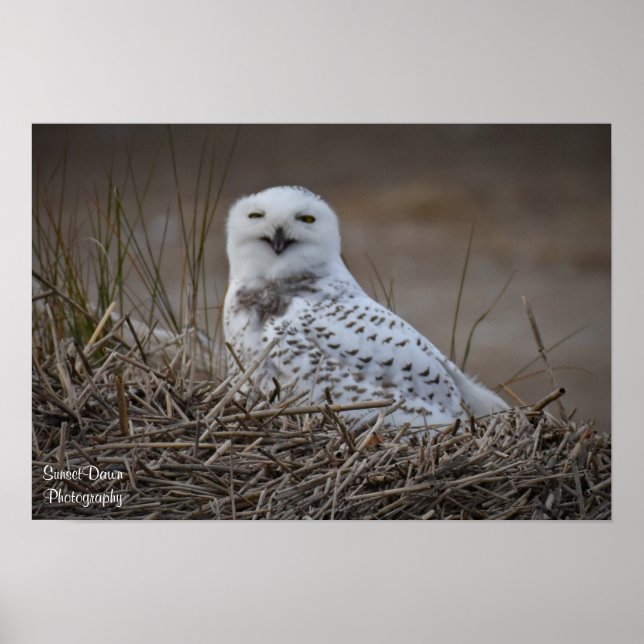 Snowy Owl Smiling Poster (Devant)