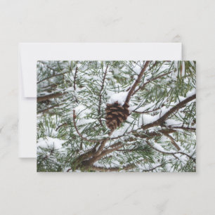 Snowy Pine Cône II hiver Photographie de la nature
