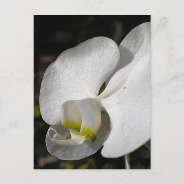 Soie - Orchidées blanches - Carte postale (Devant)