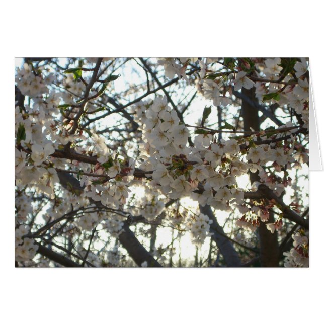 Soirée Fleurs de cerisiers II Printemps coucher de (Devant horizontal)