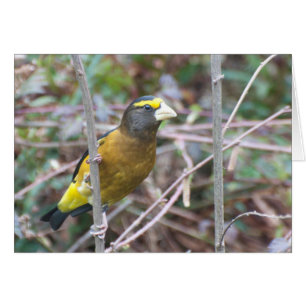 Soirée Grosbeak - Carte Art Cadre