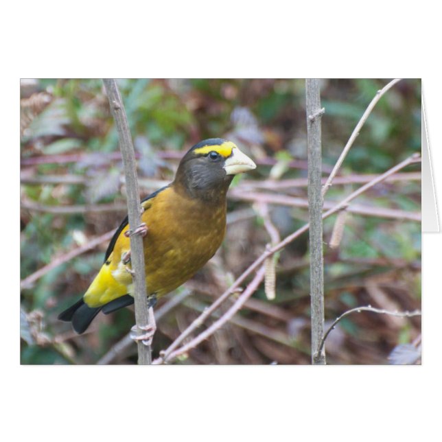 Soirée Grosbeak - Carte Art Cadre (Devant horizontal)
