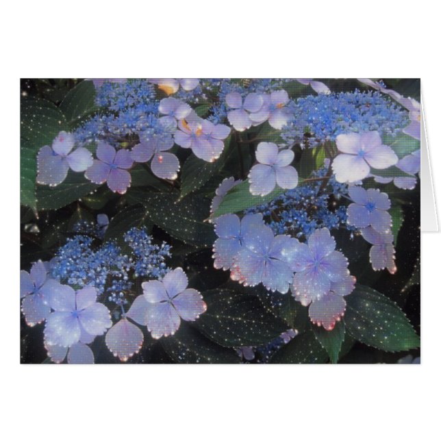 Soirée magique Hydrangea (Devant horizontal)