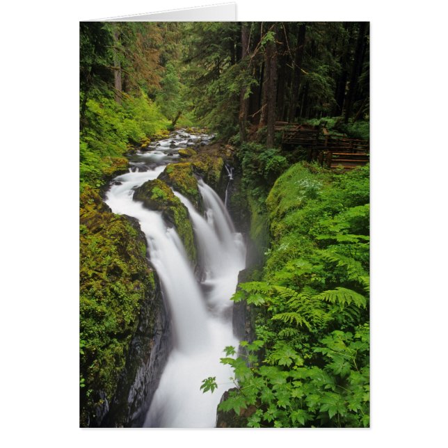 Sol Duc Falls dans le Parc national Olympique en (Devant)