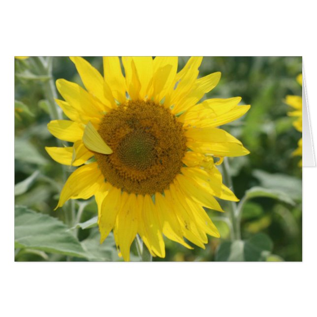 Soleil (Devant Horizontal)