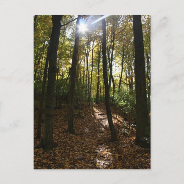 Soleil à travers les arbres Carte postale (Devant)