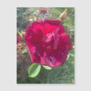 Soleil après l'aimant Rose de douche