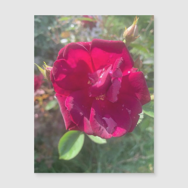 Soleil après l'aimant Rose de douche (Devant)