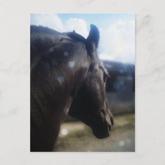 Soleil - Carte postale (Devant)