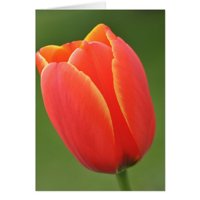 Soleil dans une Tulipe (Devant)