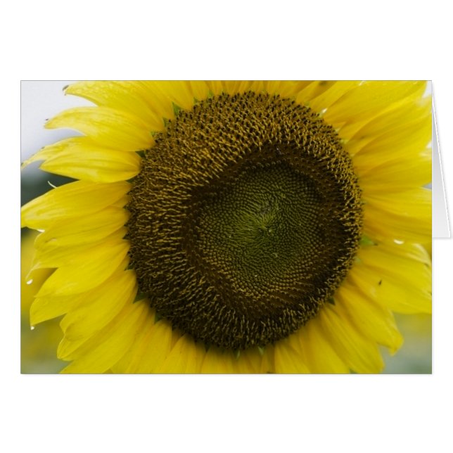 Soleil d'été (Devant horizontal)