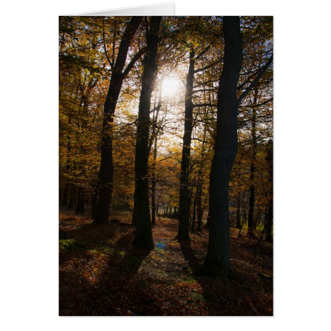 Soleil forestier (Devant)