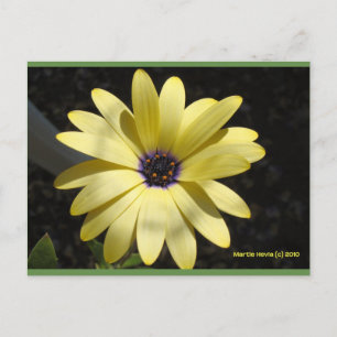 Soleil sur une marguerite jaune Carte postale Bl
