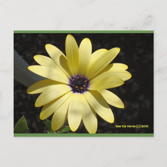 Soleil sur une marguerite jaune | Carte postale Bl (Devant)