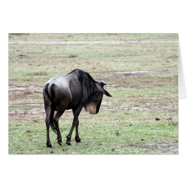 solo de wildebeest (Devant horizontal)