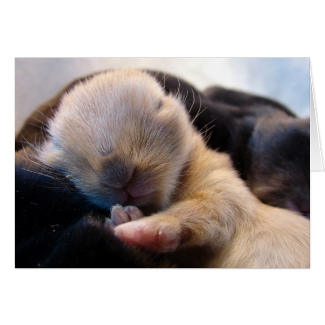 Sommeil (Devant horizontal)