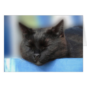 Sommeil de chat noir