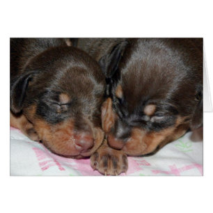 Sommeil de dobermann