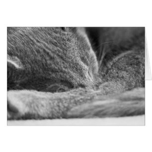 Sommeil gris de chat