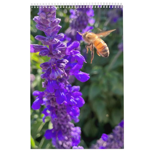 Sondages du calendrier : abeilles et papillons (Protection)