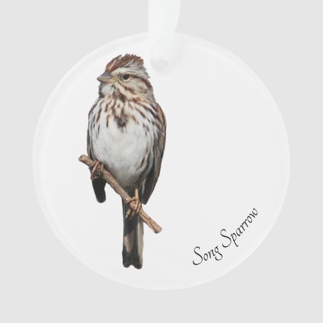 Song Sparrow (devant)