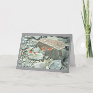 Sonoran Desert Blossoms Carte de voeux ou Carte de