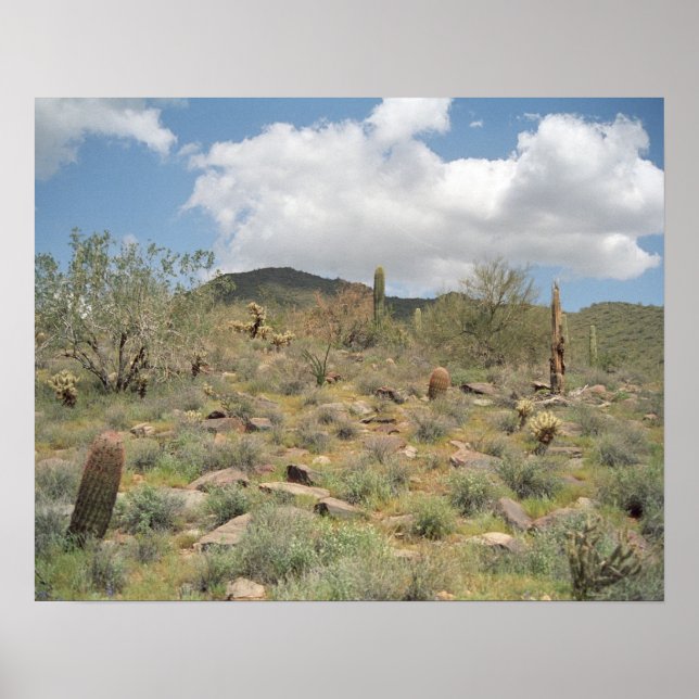 Sonoran Desert Pastoral Art Imprimer Photo Posters (Devant)