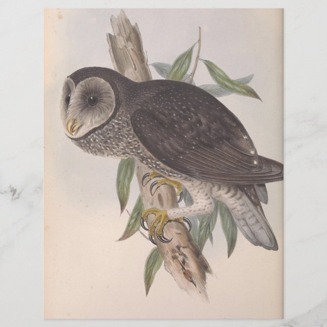Sooty Owl (Devant)