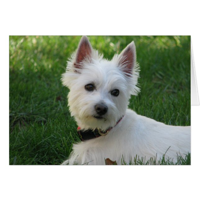 Sophie (Devant Horizontal)