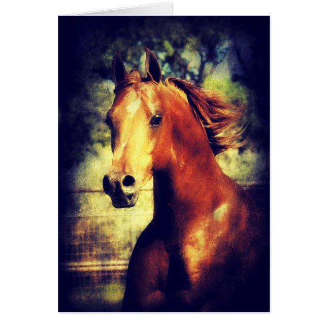 Sorrel Arabian (Devant)