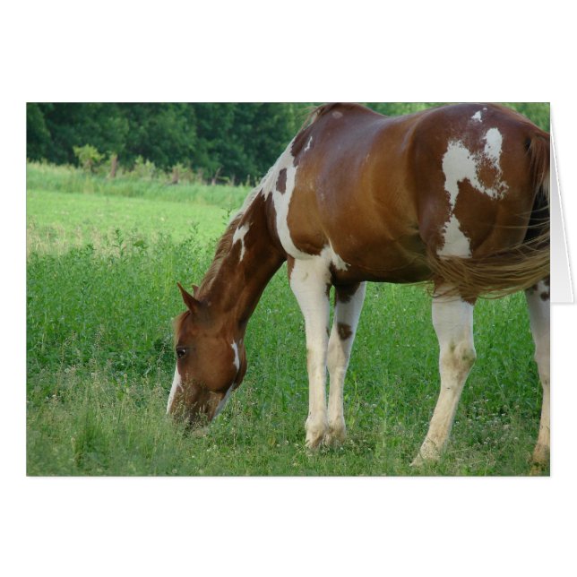 Sorrel Tobiano Paint Mare (Devant horizontal)