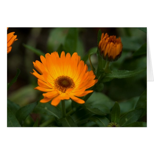 Souci orange | Orangefarbene Ringelblume (Devant horizontal)