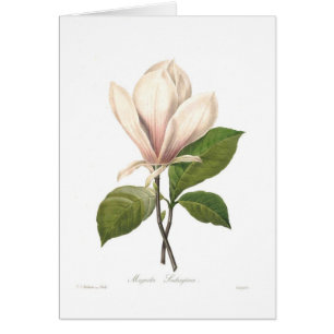 Soulangiana de magnolia