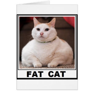 SOURIRE DE CAT DE FAT