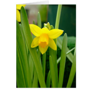 Sourire de jonquille