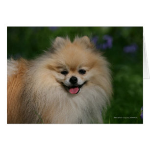 Sourire de Poméranie
