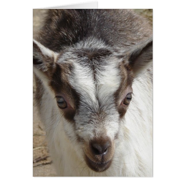 Souris la chèvre (Devant)