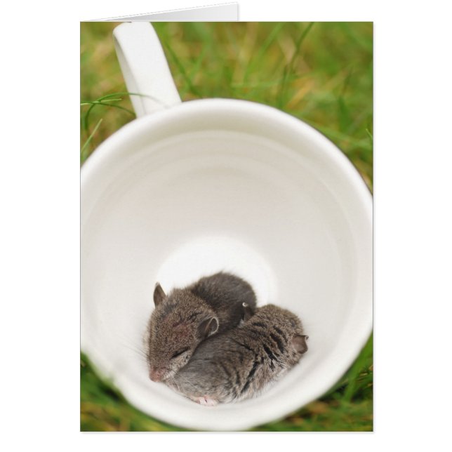 Souris mignonnes de bébé de Sleepytime (Devant)