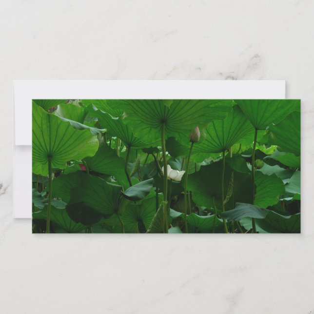 Sous les Feuilles Lotus (Devant)
