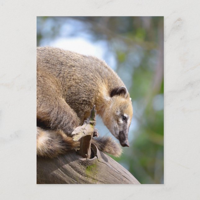 South American Coati sur la carte postale (Devant)