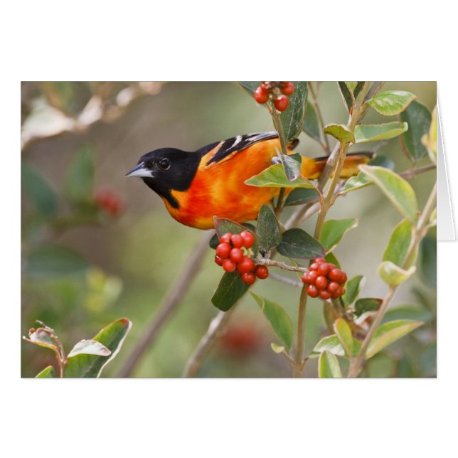 South Padre Island, Texas, USA, Baltimore Oriole (Devant horizontal)