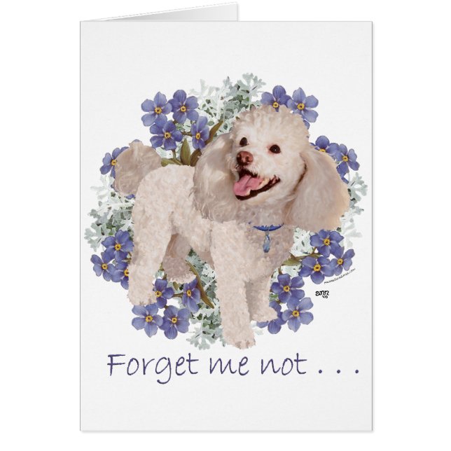 Souvenirs de caniche (Devant)