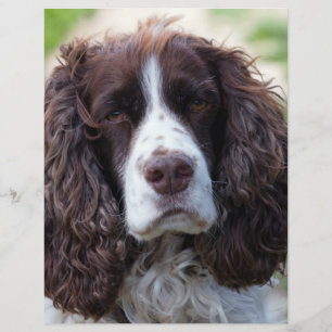 spaniel de springer anglais.png