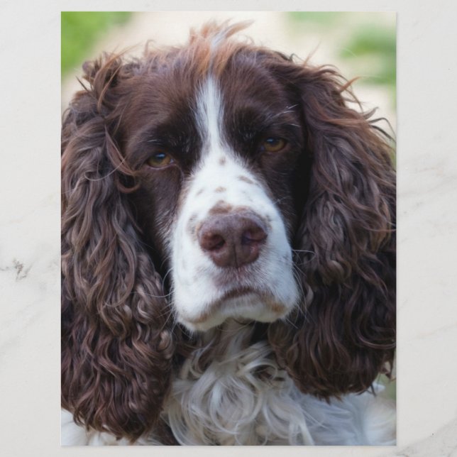 spaniel de springer anglais.png (Devant)