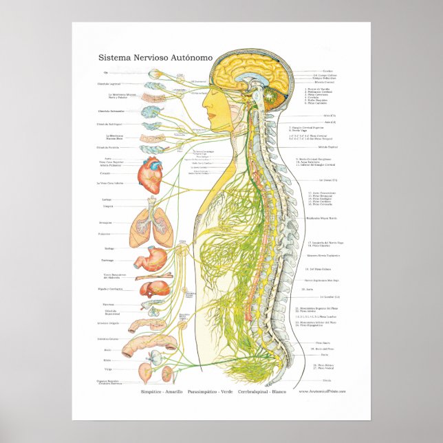 Spanish Autonomic Nervous System Poster (Devant)