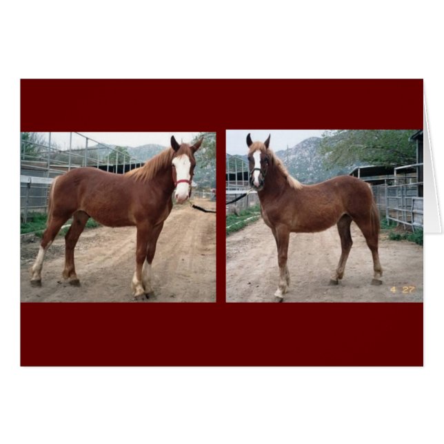 Sparky & Susie (Devant horizontal)