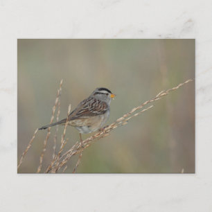 Sparrow in the Grass 2 carte postale