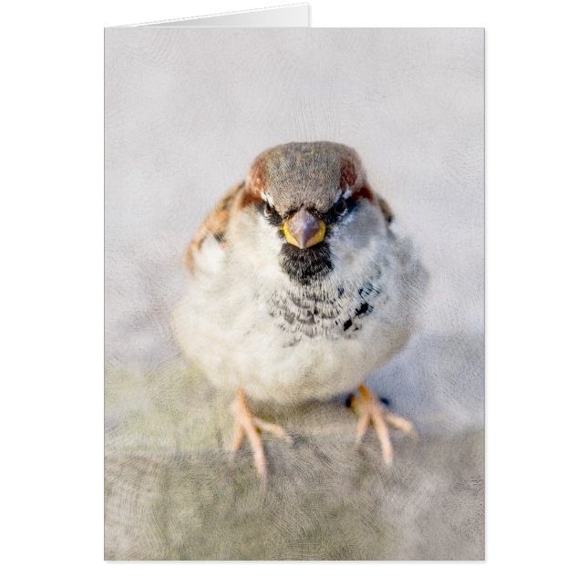 Sparrow - Le Guerrier (Devant)