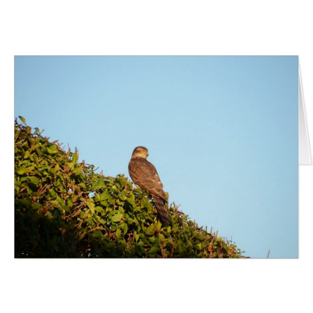 Sparrowhawk (Devant horizontal)